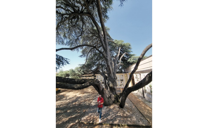 Il cimitero del Piratello compie 200 anni e il suo cedro è tra gli